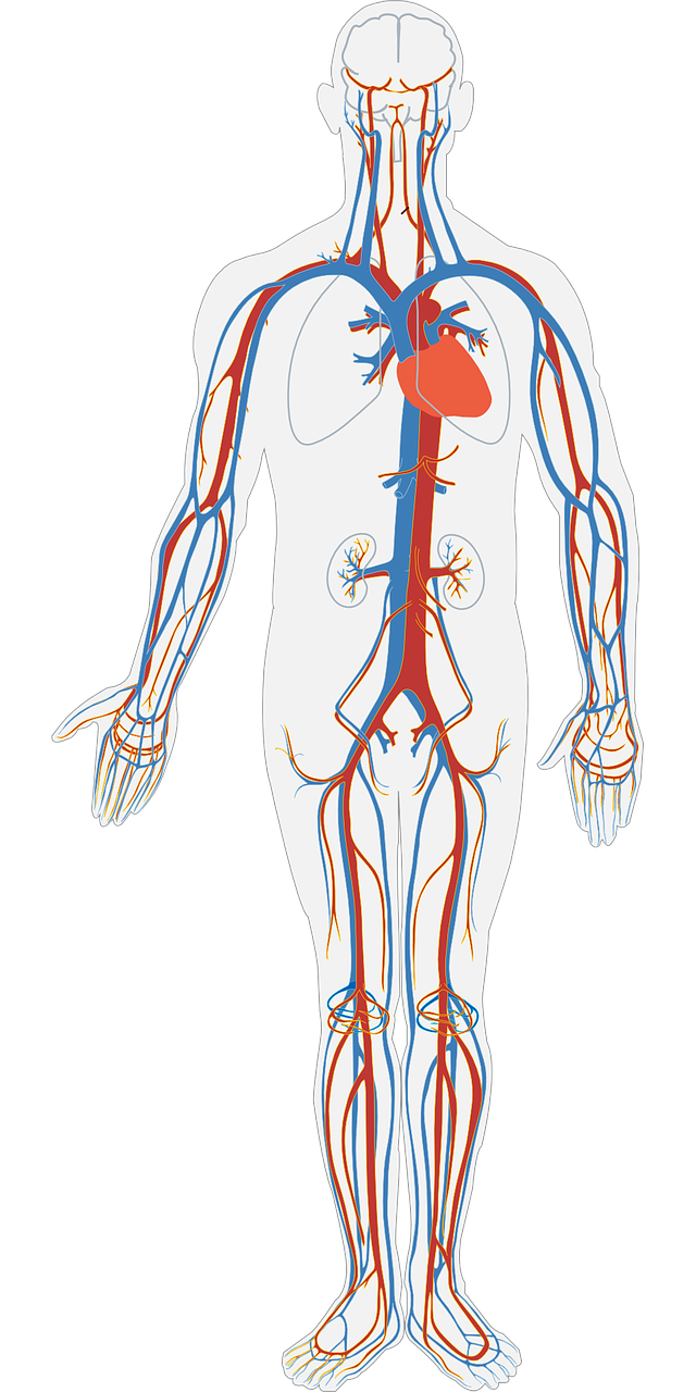 vascular_system